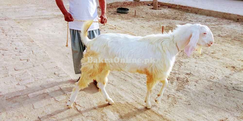 Bakra for Qurbani