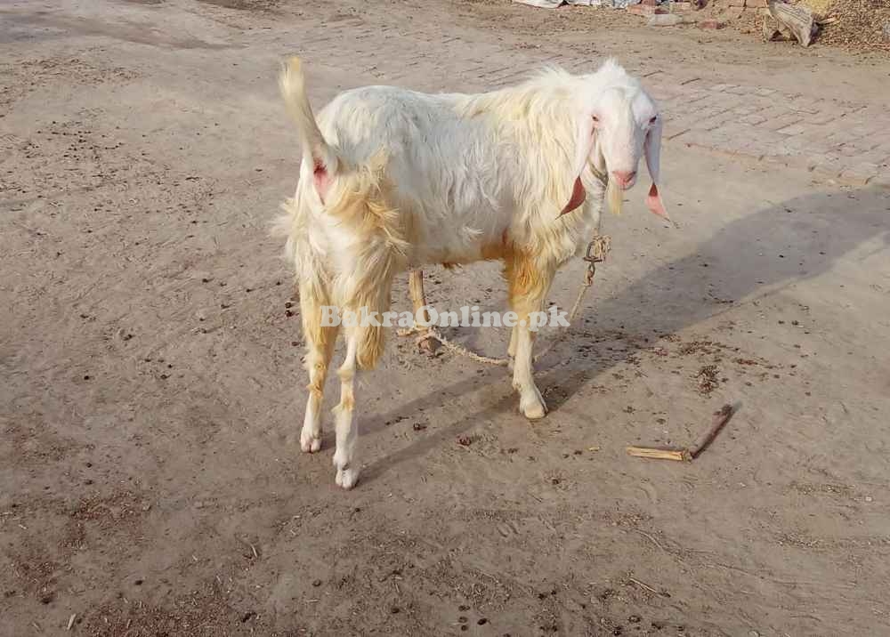 Bakra for Qurbani