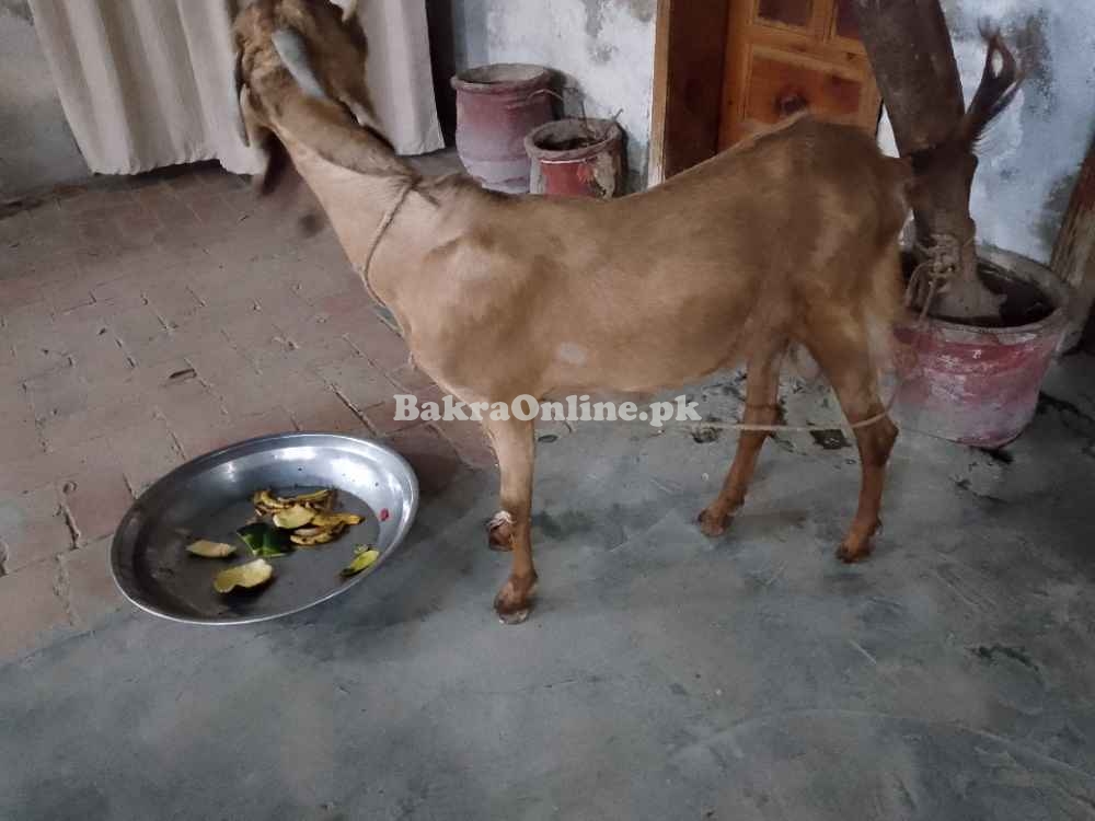Goat for sell argent