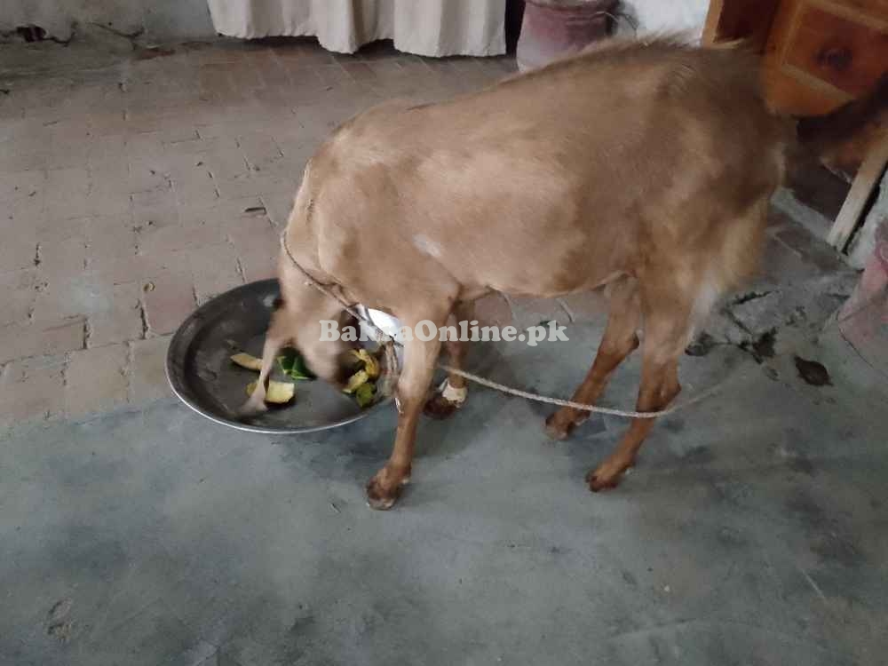Goat for sell argent