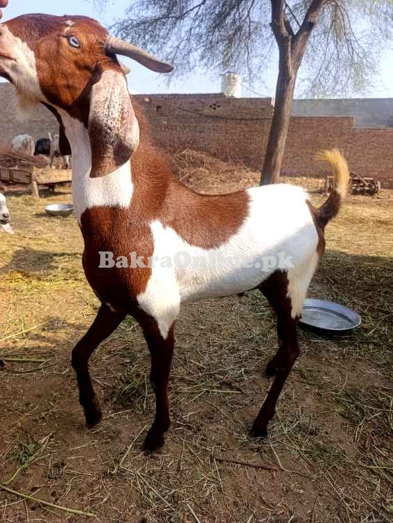 Qurbani k bakra