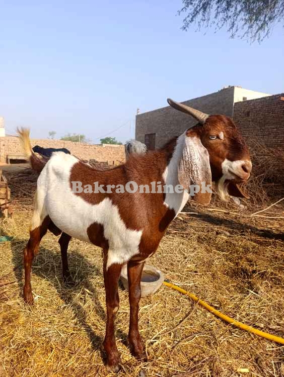 Qurbani k bakra