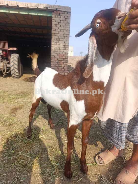 Qurbani k bakra