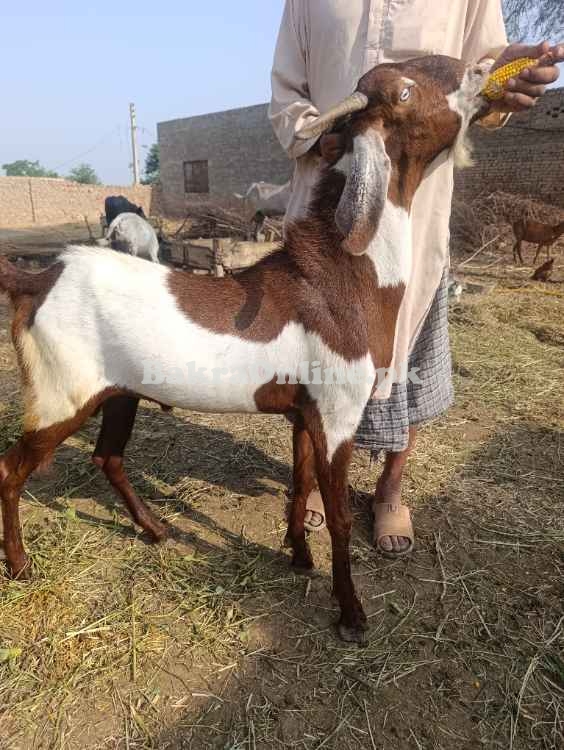 Qurbani k bakra