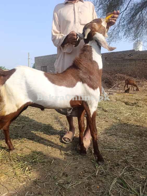 Qurbani k bakra