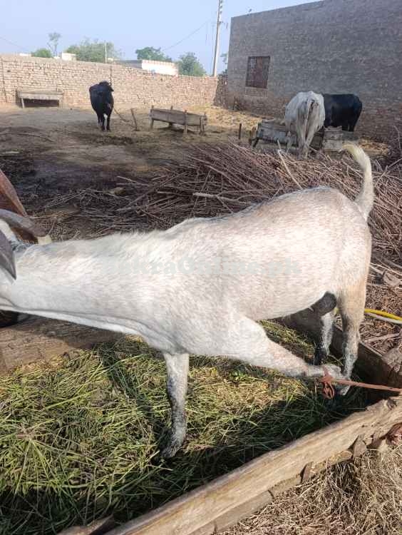 Bakra for Qurbani 2025