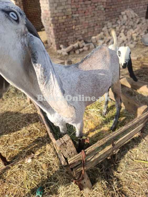 Bakra for Qurbani 2025