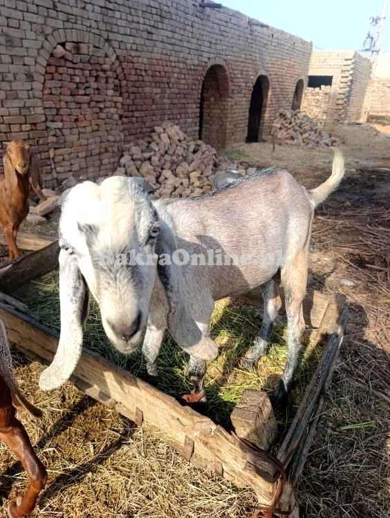 Bakra for Qurbani 2025