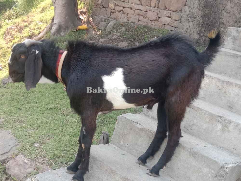 Bakra/Goat for sale