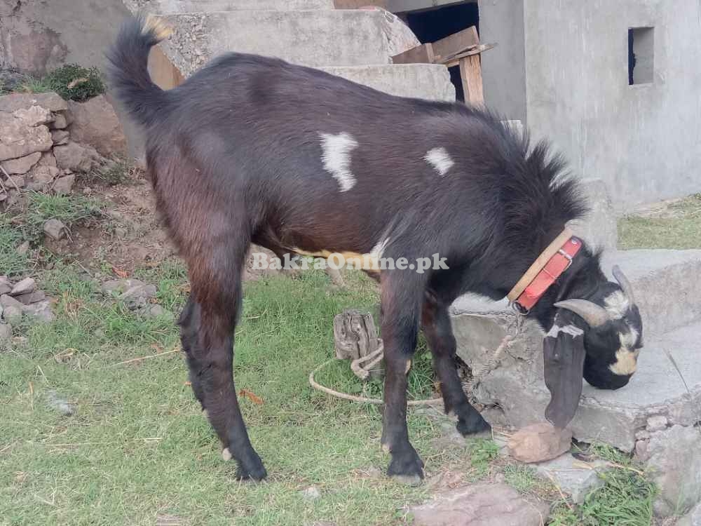 Bakra/Goat for sale