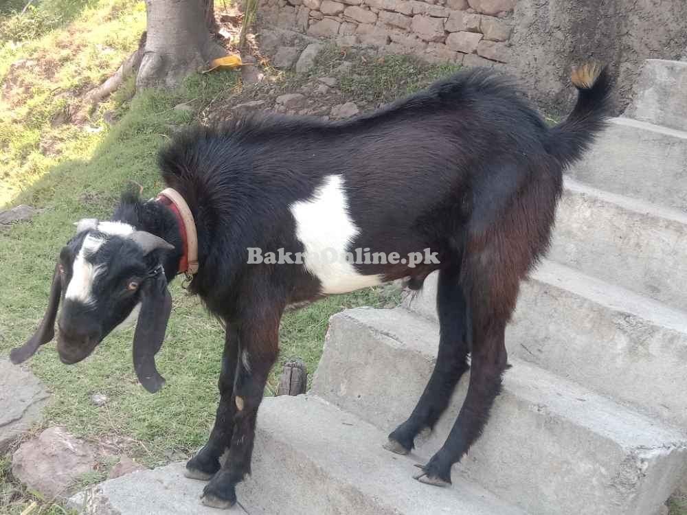 Bakra/Goat for sale