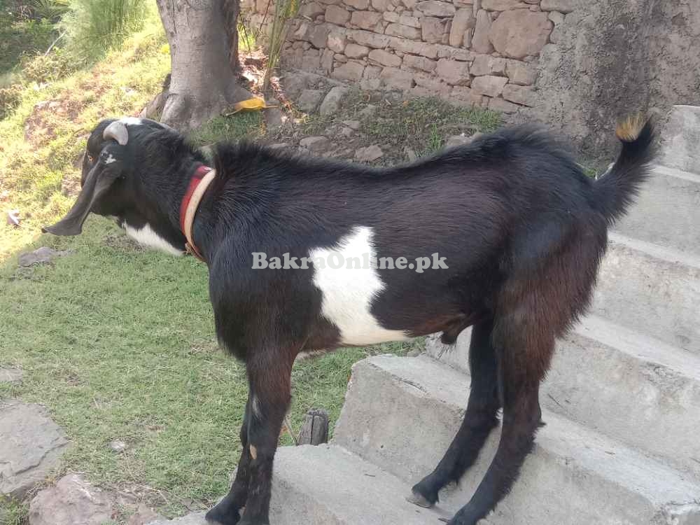 Bakra/Goat for sale