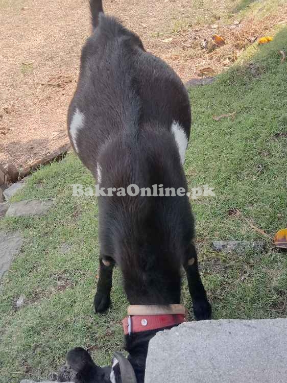 Bakra/Goat for sale