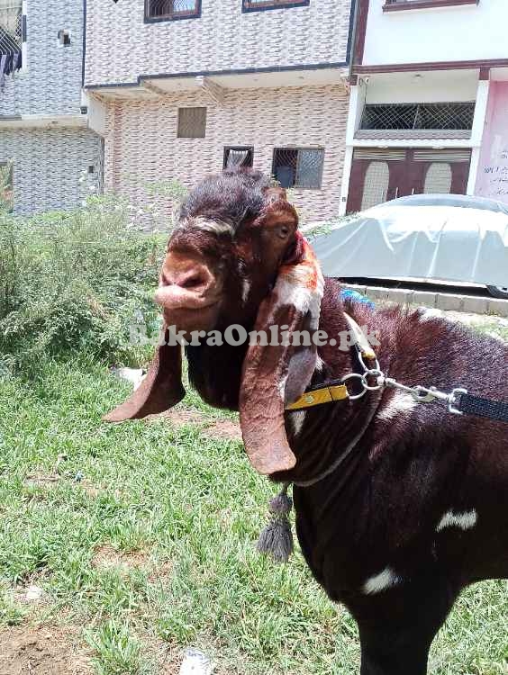 Bakra for sale ...............................
