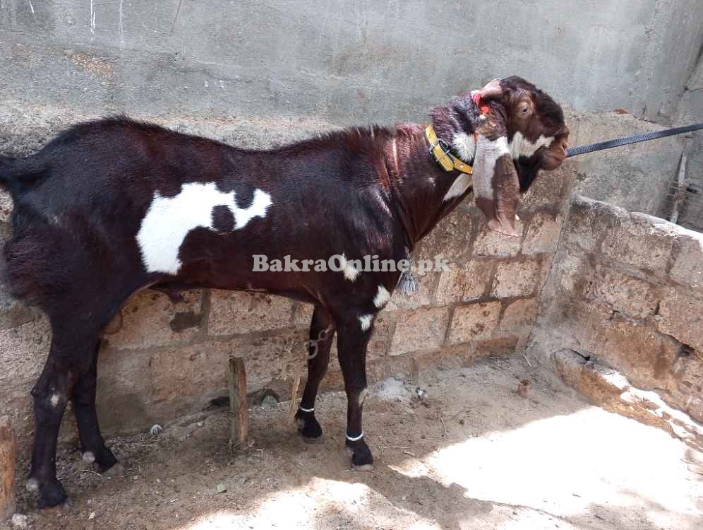Bakra for sale ...............................