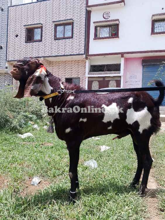 Bakra for sale ...............................