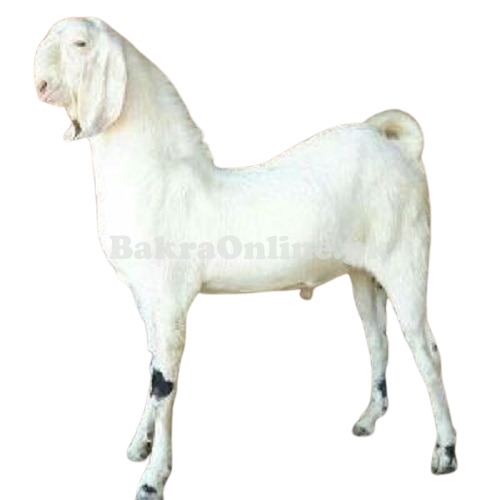 Pure rajanpuri bakra