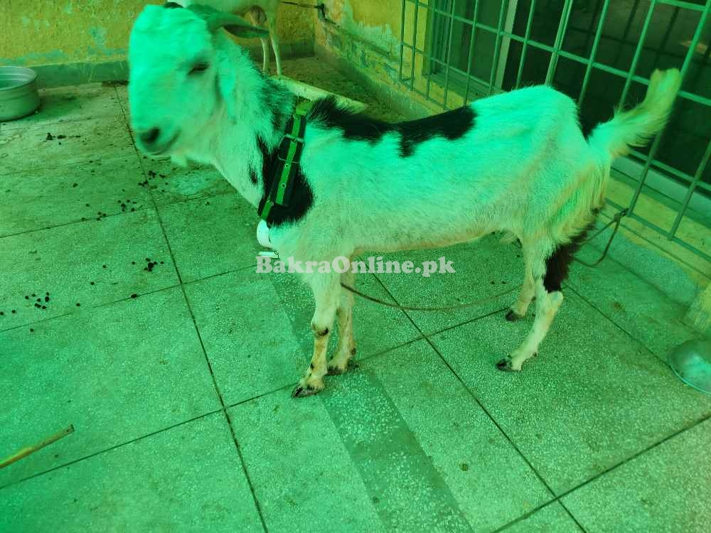 قربانی کا دیسی نسل صحت مند بکرا