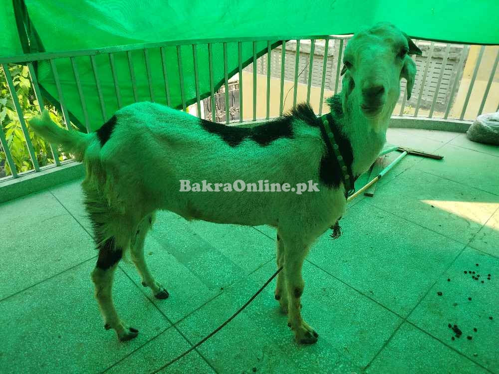 قربانی کا دیسی نسل صحت مند بکرا