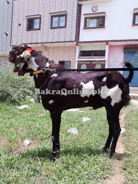 Bakra for sale..............