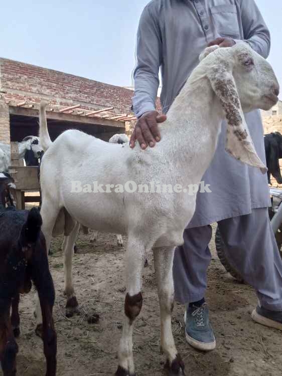 Pure rajanpuri bakra