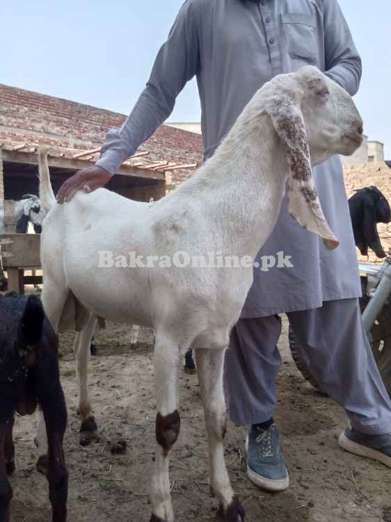 Pure rajanpuri bakra