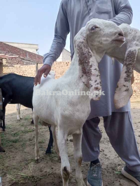 Pure rajanpuri bakra
