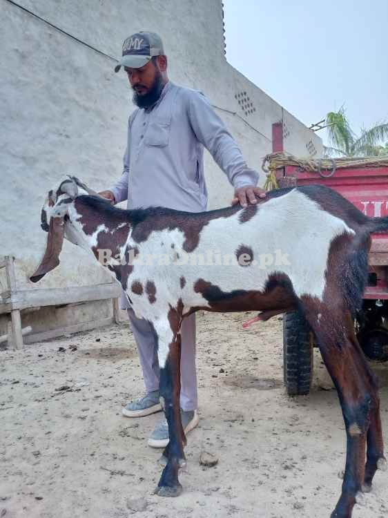Amritsari beetal