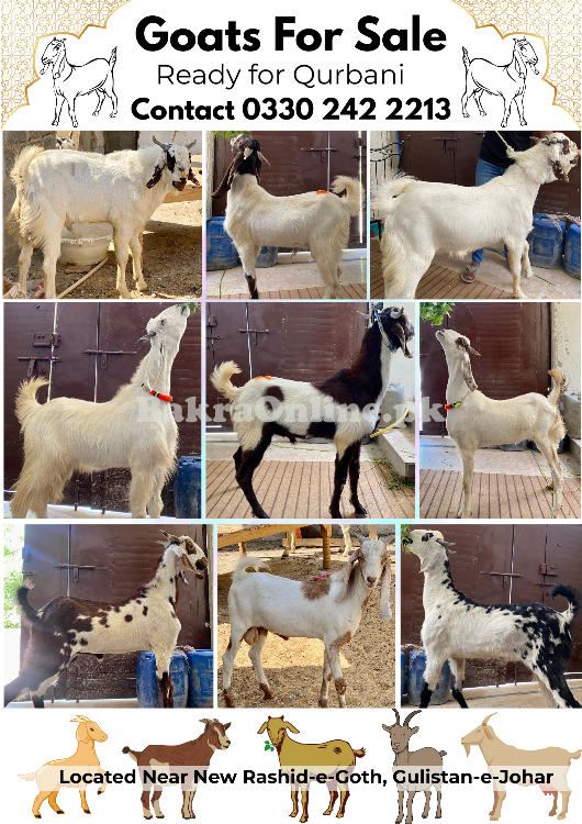 Bakray - 2 Daant - For Qurbani