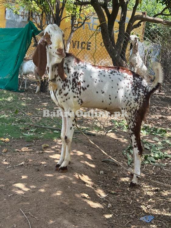 Makhi Cheeni Qurbani Goat