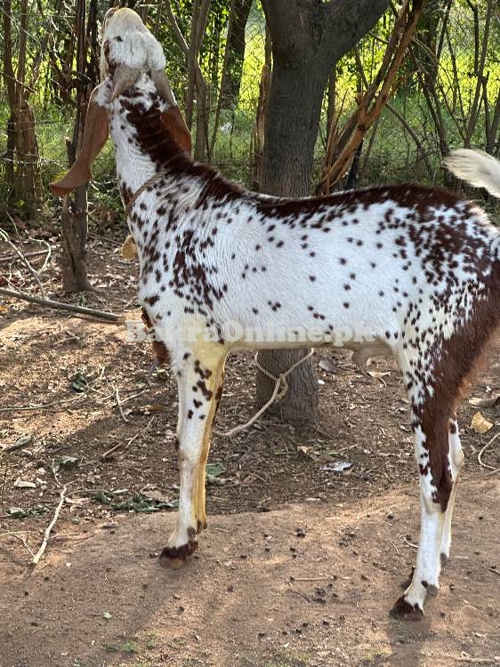 Makhi Cheeni Qurbani Goat