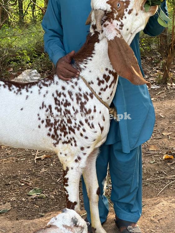 Makhi Cheeni Qurbani Goat