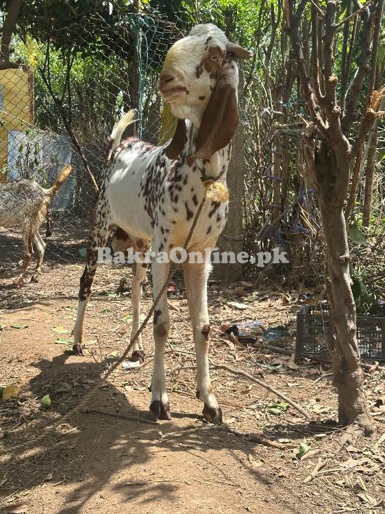 Makhi Cheeni Qurbani Goat