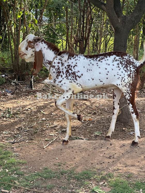 Makhi Cheeni Qurbani Goat