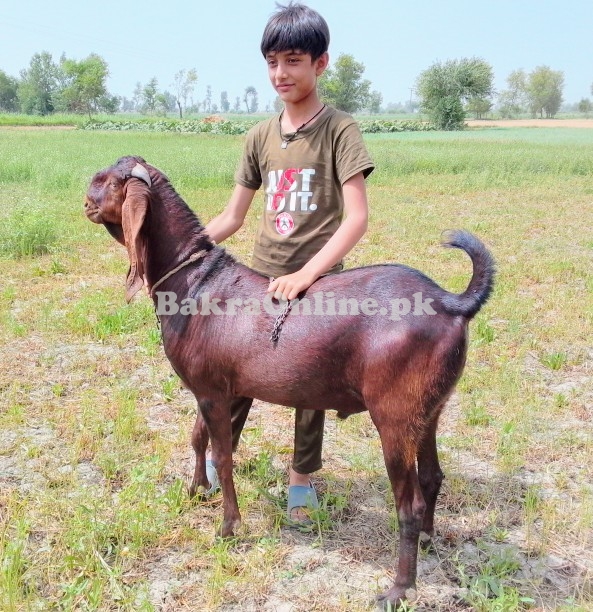 Bakra sale for qurbani