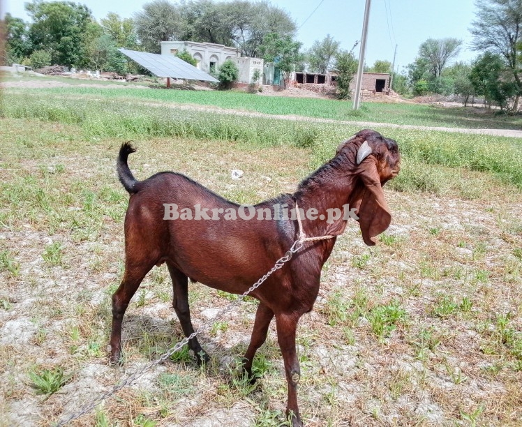 Bakra sale for qurbani