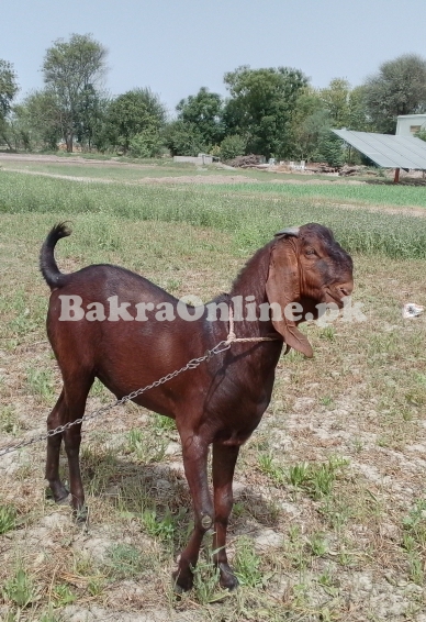 Bakra sale for qurbani