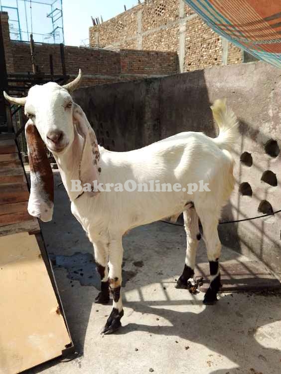 Bakray for sale