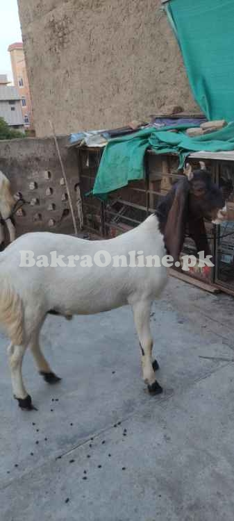 Bakray for sale