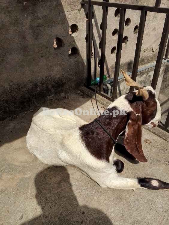 Bakray for sale