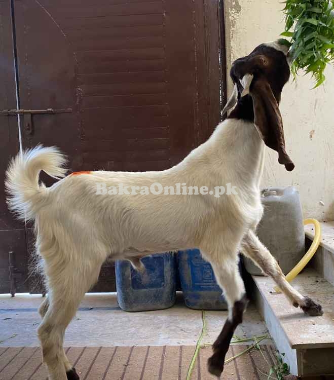 Qurbani bakra Healthy and Active