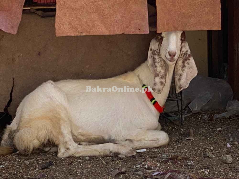 Qurbani bakra Healthy and Active