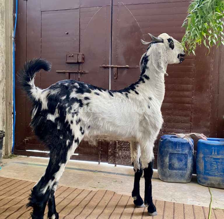 Qurbani bakra Healthy and Active