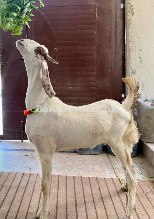 Qurbani bakra Healthy and Active