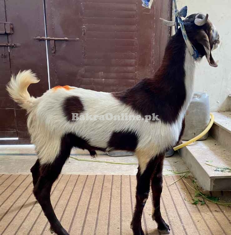 Qurbani bakra Healthy and Active