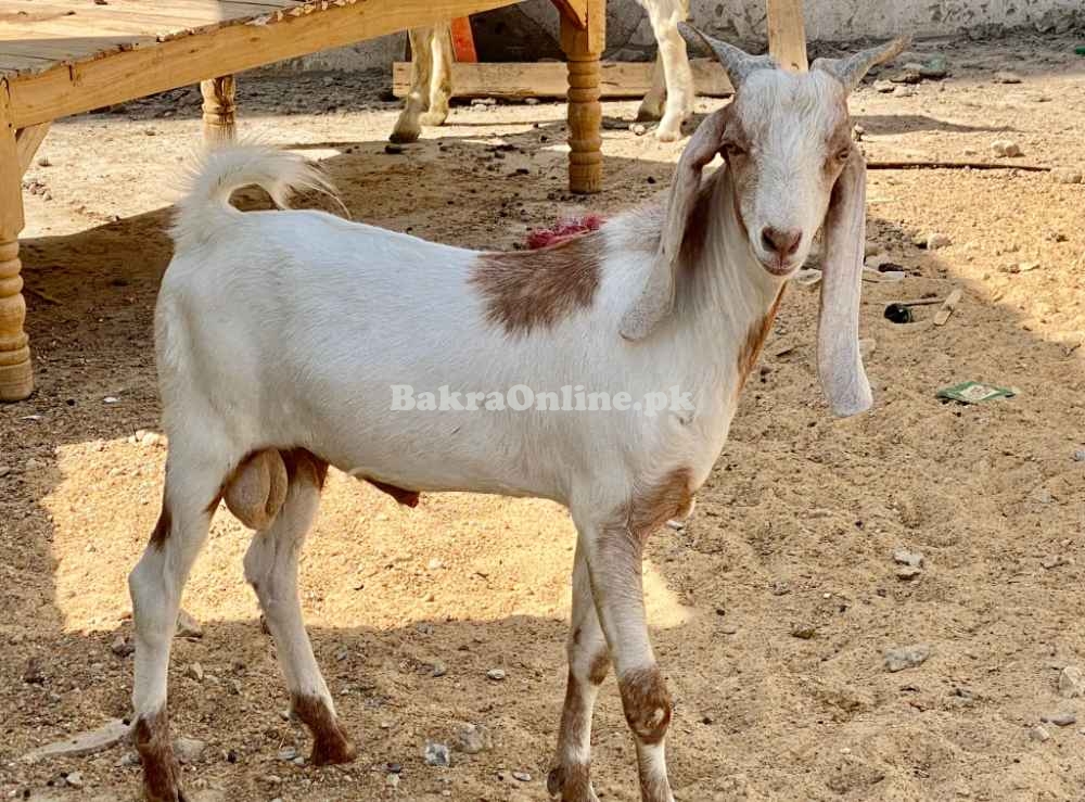 Qurbani bakra Healthy and Active