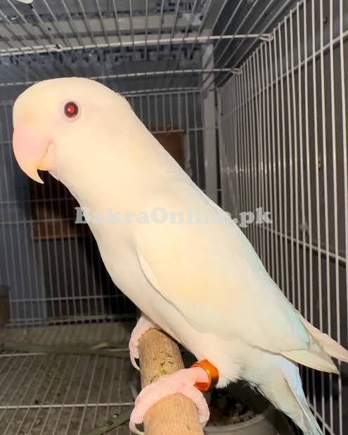 Bird for sale in Mandi Bahauddin