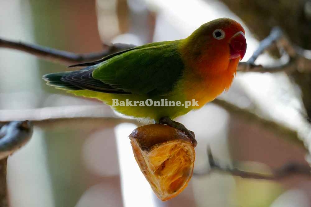 🦜 Latino Cockatiel for Sale – Beautiful, Healthy & Friendly!