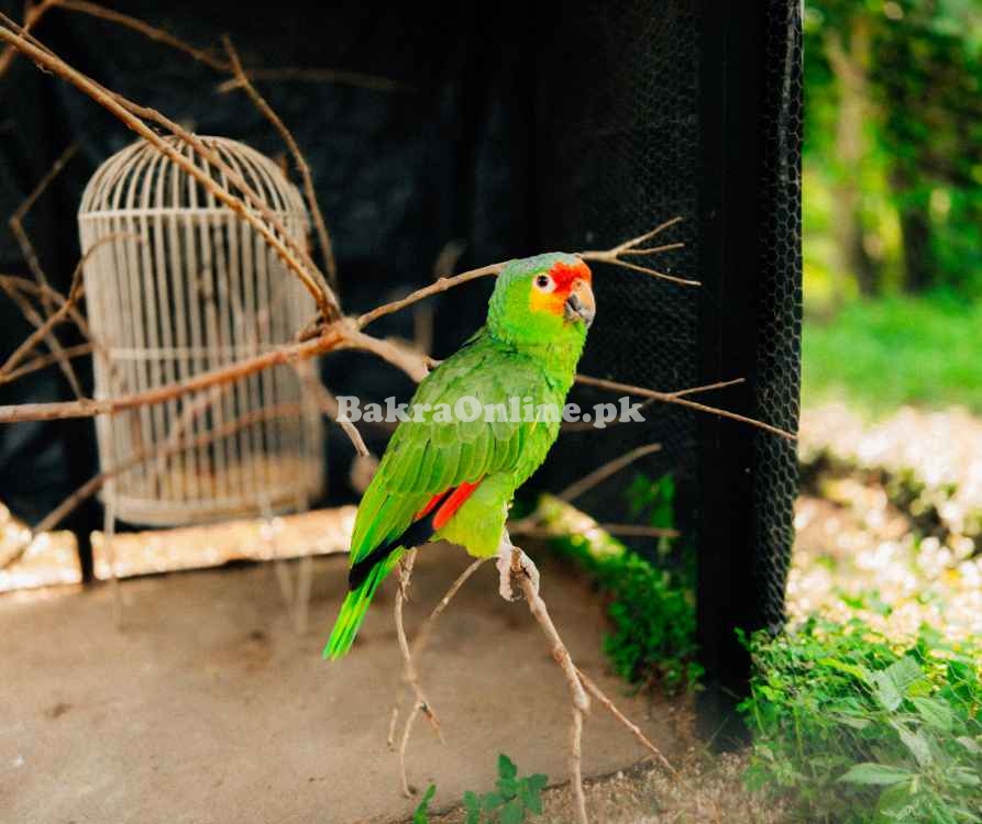 🦜 Latino Cockatiel for Sale – Beautiful, Healthy & Friendly!