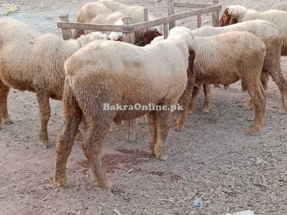 قربانی کے لئے تیار چھترے
